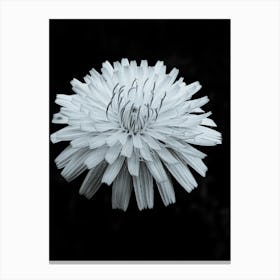 Black and White Dandelion Canvas Print