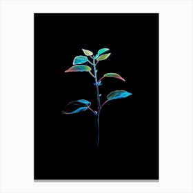 Plant On A Black Background 5 Canvas Print