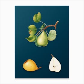 Vintage Pear Botanical Art on Teal Blue n.0426 Canvas Print