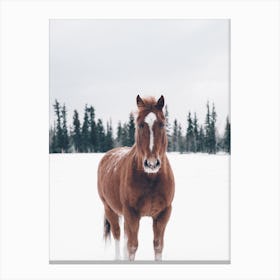 Horse In Snow Canvas Print