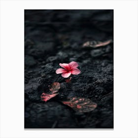 Flower In The Dirt 4 Canvas Print