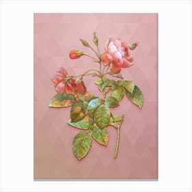 Vintage Pink Boursault Rose Botanical Art on Crystal Rose n.0428 Canvas Print