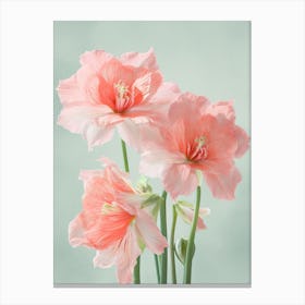 Amaryllis Flowers Acrylic Pastel Colours 3 Canvas Print