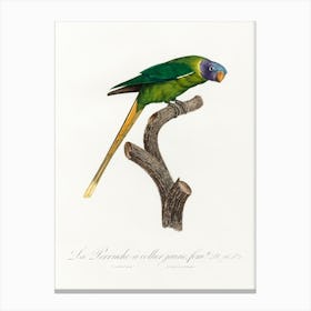 The Plum Headed Parakeet, Female From Natural History Of Parrots, Francois Levaillant Canvas Print