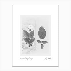 Morning Glory Botanical Collage 4 Canvas Print