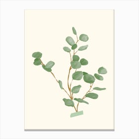 Eucalyptus 6 Canvas Print