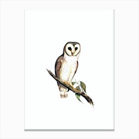 Vintage Delicate Owl Bird Illustration on Pure White n.0066 Canvas Print
