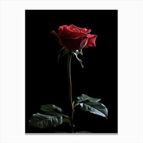 Red Rose On Black Background 38 Canvas Print