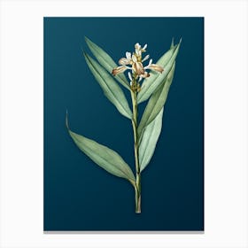 Vintage Globba Erecta Botanical Art on Teal Blue n.0738 Canvas Print