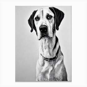 Pointer B&W Pencil dog Canvas Print
