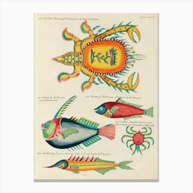 Colourful And Surreal Illustrations Of Fishes And Crabs Found In The Indian And Pacific Oceans, Louis Renard(65) Canvas Print