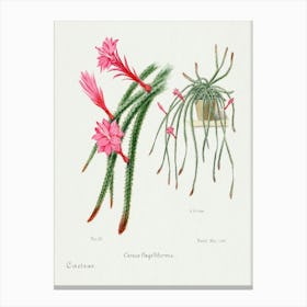 Rattail Cactus, Familie Der Cacteen Canvas Print