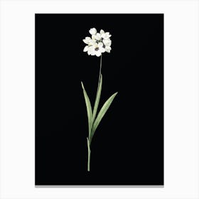 Vintage Ixia Maculata Botanical Illustration on Solid Black n.0563 Canvas Print