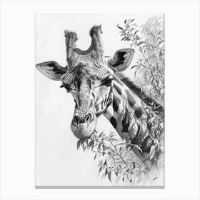 Pencil Portrait Of A Giraffe In The Trees 2 Canvas Print