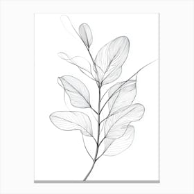 Eucalyptus Leaf Canvas Print