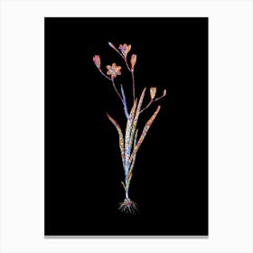 Stained Glass Ixia Bulbifera Mosaic Botanical Illustration on Black n.0146 Canvas Print