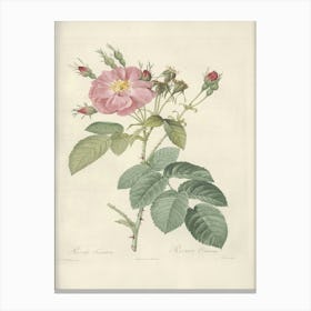 Rose Illustration, Pierre Joseph Redoute, Pierre Joseph Redoute(109) Canvas Print
