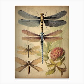 Dragonfly Vintage Species 9 Canvas Print