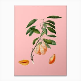 Vintage Plum Botanical on Soft Pink n.0564 Canvas Print