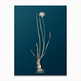 Vintage Allium Foliosum Botanical Art on Teal Blue n.0382 Canvas Print