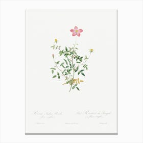 Single Dwarf China Rose, Pierre Joseph Redoute Canvas Print