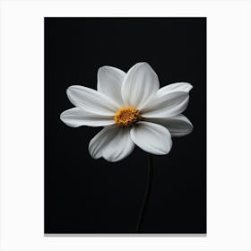 White Daisy 11 Canvas Print