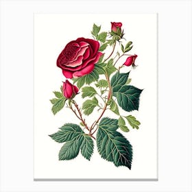 Wild Rose Wildflower Vintage Botanical 2 Canvas Print