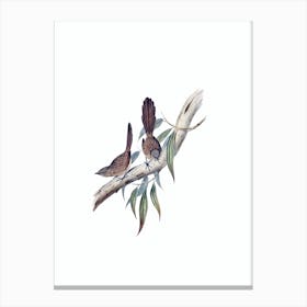 Vintage Large Tailed Wren Bird Illustration on Pure White n.0291 Canvas Print