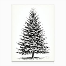 Fir Tree Pencil Sketch Ultra Detailed 6 Canvas Print