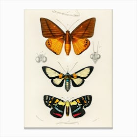 Moths 1 Canvas Print