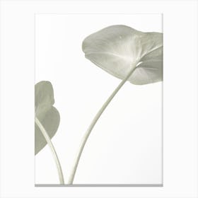 Green Lily Leaves Canvas Print