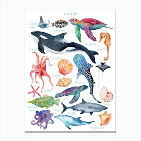 Sea Life Canvas Print