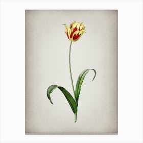 Vintage Didier's Tulip Botanical on Parchment n.0753 Canvas Print