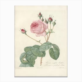Rose Illustration, Pierre Joseph Redoute (8) 1 Canvas Print