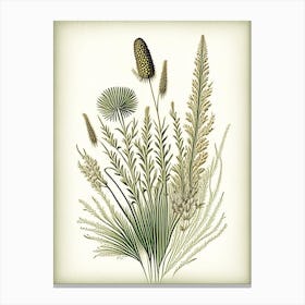 Prairie Dropseed Wildflower Vintage Botanical Canvas Print