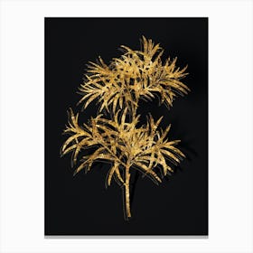 Vintage Bitter Willow Botanical in Gold on Black n.0481 Canvas Print