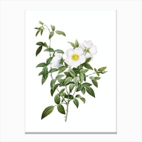 Vintage White Rose of Snow Botanical Illustration on Pure White n.0546 Canvas Print