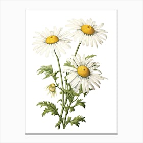 Chamomile Vintage Botanical Herbs 0 Canvas Print