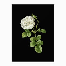 Vintage White Rose of York Botanical Illustration on Solid Black n.0381 Canvas Print