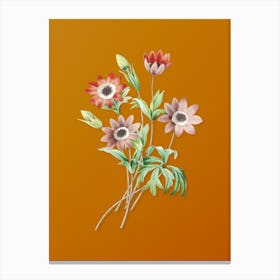 Vintage Broad Leaved Anemone Botanical on Sunset Orange n.0174 Canvas Print
