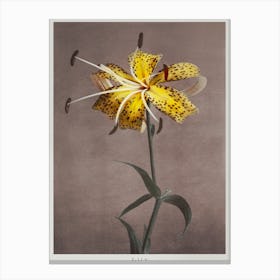 Lily, Hand Colored Collotype From Some Japanese Flowers (1899), Kazumasa Ogawa 1 Canvas Print