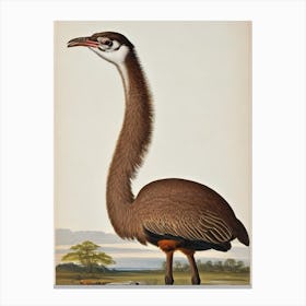 Ostrich James Audubon Vintage Style Bird Canvas Print