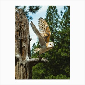 Barn Owl Canvas Print