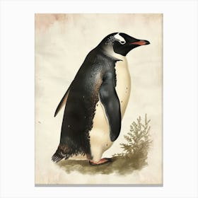 Adlie Penguin Ross Island Vintage Botanical Painting 2 Canvas Print