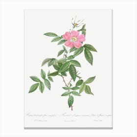 Boursault Rose, Pierre Joseph Redoute 2 Canvas Print