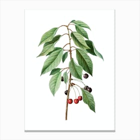 Vintage Wild Cherry Botanical Illustration on Pure White n.0421 Canvas Print