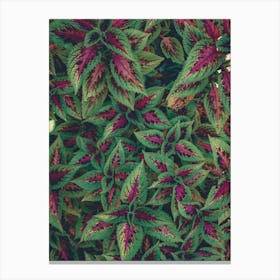 Hibiscus Canvas Print