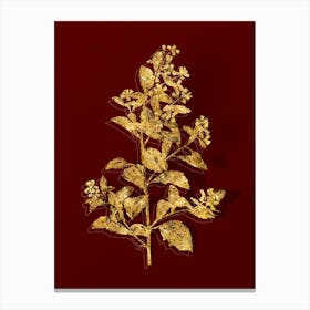 Vintage Eastern Baccharis Botanical in Gold on Red n.0445 Canvas Print
