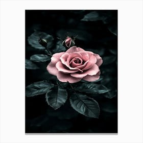 Dark Rose 12 Canvas Print