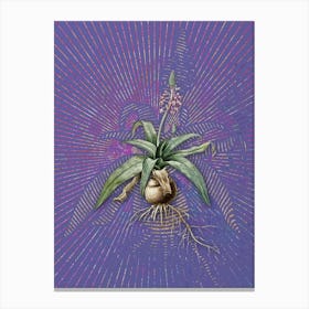 Vintage Lachenalia Lanceaefolia Botanical Illustration on Veri Peri n.0402 Canvas Print